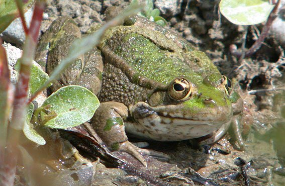 Groenekikker110604A